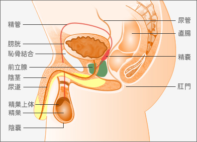 前立腺 前立腺がんの「PSA検診・ 直腸診・生検」 – がんプラス